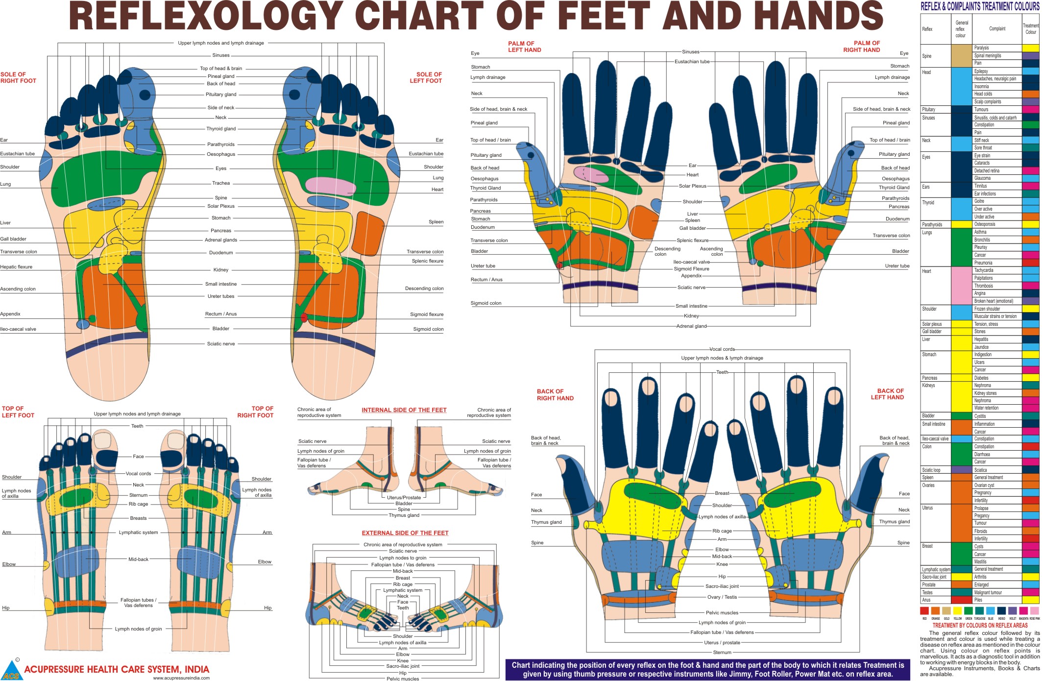 ANCS Reflexology Chart Eng 11x18 