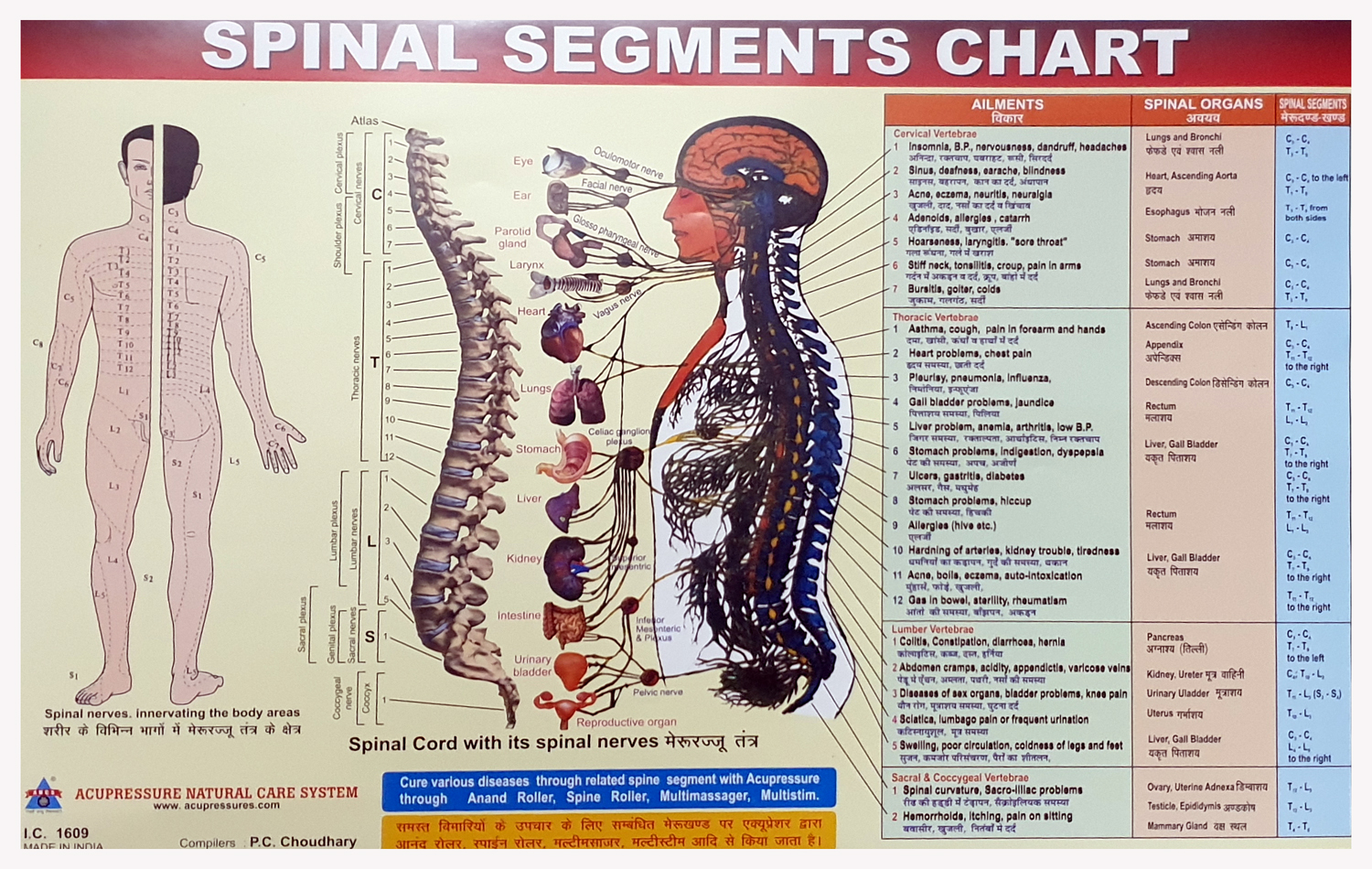 ANCS Spine Chart - Spinal Segments 