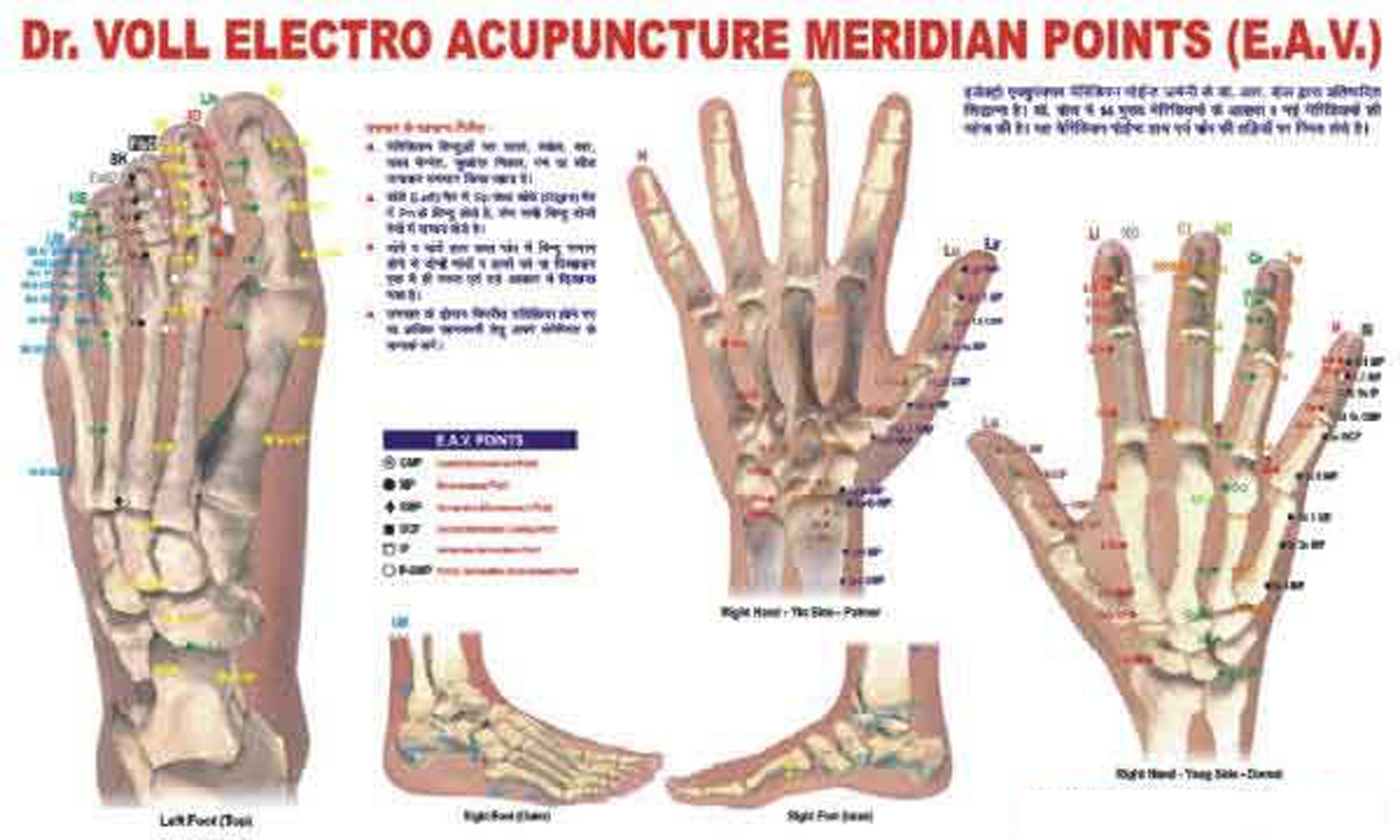 Electro Acupuncture chart Dr. Voll Electro Chart 