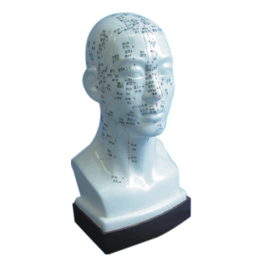 Acupuncture Model Head 