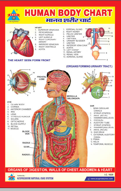 ANCS Human Body Chart  Organs 