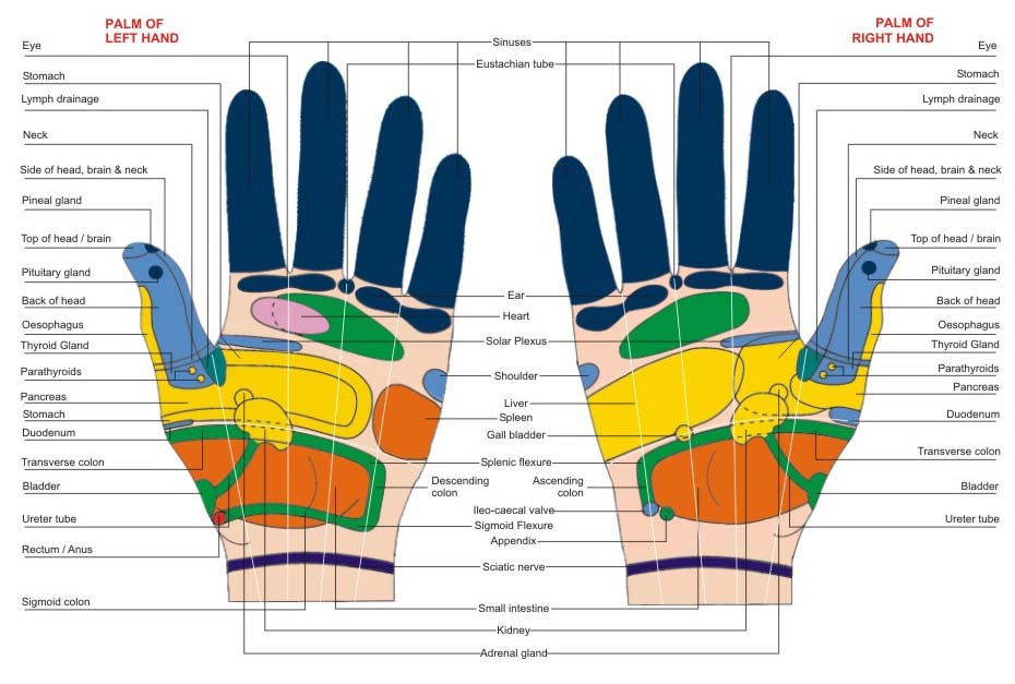 ANCS Reflexology Colour Visiting Chart Hand-100pc 