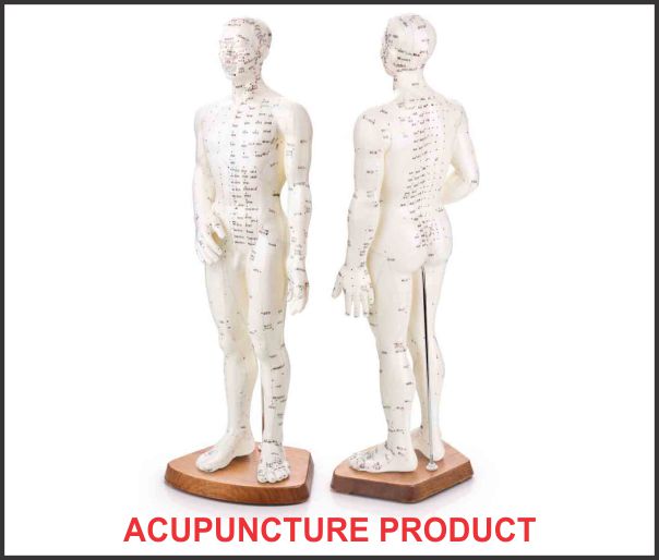 Acupuncture Model-Body 60cm 